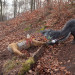 Bogenschießen Waldparcours 3D-Ziel Wolf und Reh
