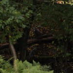 Bogenschießen Herbstturnier 3D-Ziel Waschbären